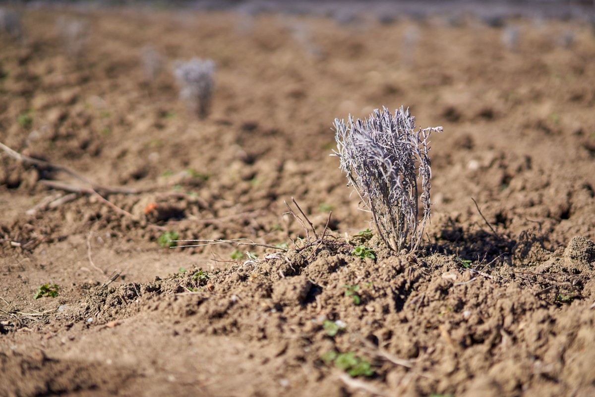 sucha levandula